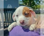 Small #4 American Staffordshire Terrier-Boston Terrier Mix