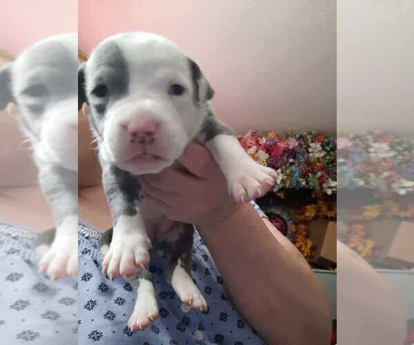 Medium Photo #38 American Pit Bull Terrier Puppy For Sale in DANNEBROG, NE, USA