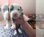 Small Photo #38 American Pit Bull Terrier Puppy For Sale in DANNEBROG, NE, USA