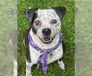 American Pit Bull Terrier-Unknown Mix Dogs for adoption in Oakhurst, NJ, USA