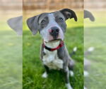 Small #2 American Pit Bull Terrier