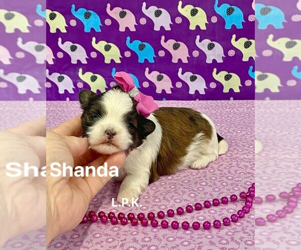 Medium Photo #1 Mal-Shi Puppy For Sale in WINNSBORO, LA, USA