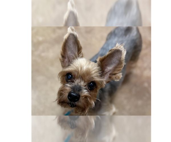 Medium Photo #2 Mutt Puppy For Sale in Abbeville, LA, USA