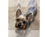 Small #1 Mutt
