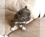 Small Photo #19 English Bulldog Puppy For Sale in CHARLOTTE, NC, USA