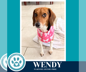 Beagle Dogs for adoption in Kimberton, PA, USA