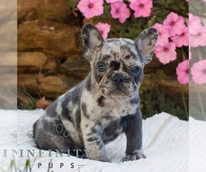 French Bulldog Puppy for sale in RONKS, PA, USA