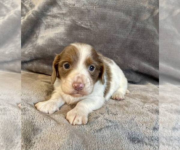 Medium Photo #11 Dachshund Puppy For Sale in AIKEN, SC, USA