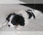 Small Photo #10 Cavalier King Charles Spaniel Puppy For Sale in HOWLAND, OH, USA