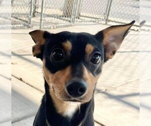 Miniature Pinscher-Unknown Mix Dogs for adoption in Peoria, IL, USA