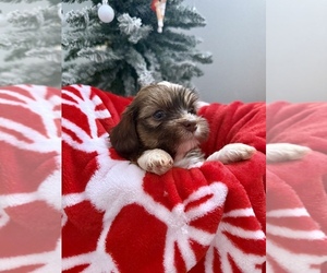 Medium Aussiedoodle Miniature -Shih Tzu Mix