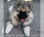 Small Photo #62 Keeshond Puppy For Sale in FAYETTEVILLE, TN, USA