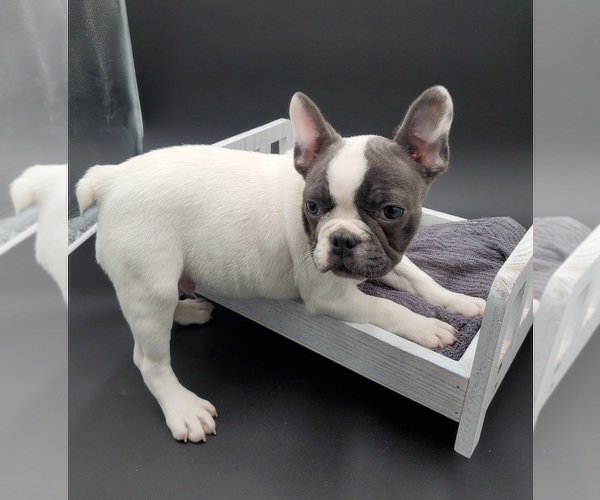 Medium Photo #1 French Bulldog Puppy For Sale in GOSHEN, IN, USA