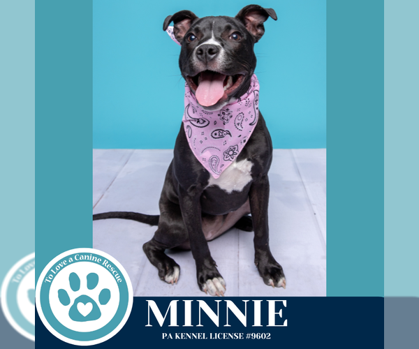 Medium Photo #17 American Staffordshire Terrier-Unknown Mix Puppy For Sale in Kimberton, PA, USA