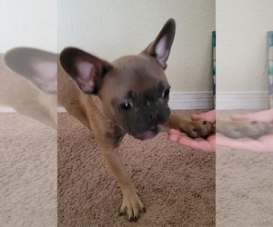 French Bulldog Puppy for sale in TALLAHASSEE, FL, USA