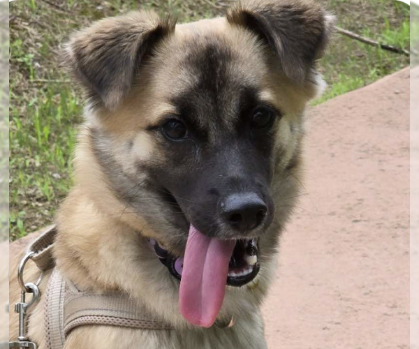 Medium Photo #1 Mutt Puppy For Sale in San Ramon, CA, USA