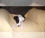 Small Photo #37 Border Collie Puppy For Sale in AIKEN, SC, USA