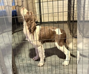 Medium English Springer Spaniel