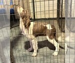 Puppy Lacey English Springer Spaniel