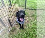 Small #3 Labrador Retriever Mix