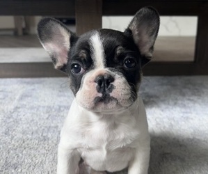 French Bulldog Puppy for sale in DEWEY, AZ, USA