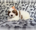 Small #5 Cavapoo (Miniature)