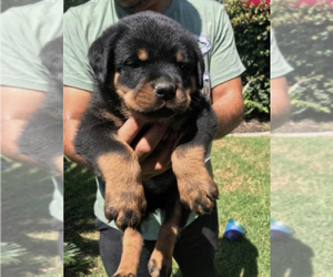 Rottweiler Puppy for Sale in LOS ANGELES, California USA
