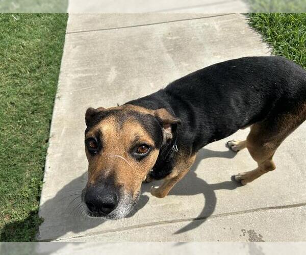 Medium Photo #2 German Shepherd Dog-Unknown Mix Puppy For Sale in Grand Prairie, TX, USA