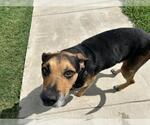 Small #1 German Shepherd Dog Mix