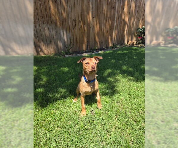 Medium Photo #2 Border Terrier-Chihuahua Mix Puppy For Sale in Dallas, TX, USA