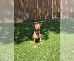 Small #1 Border Terrier-Chihuahua Mix