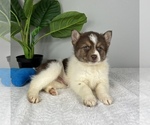 Small Photo #5 Pomsky Puppy For Sale in FRANKLIN, IN, USA