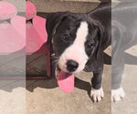 Small #11 American Staffordshire Terrier-Great Dane Mix