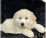 Small #5 Great Pyrenees