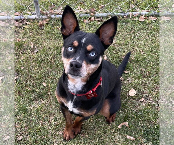 Medium Photo #5 Miniature Pinscher-Unknown Mix Puppy For Sale in Fargo, ND, USA
