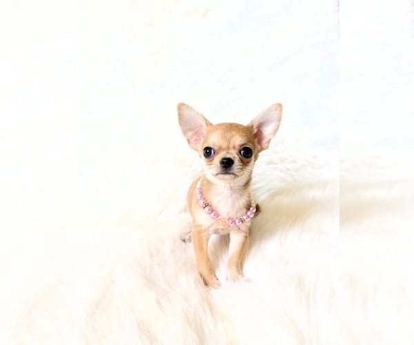Medium Photo #8 Chihuahua Puppy For Sale in SACRAMENTO, CA, USA