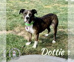 Small #4 American Pit Bull Terrier-Bulldog Mix