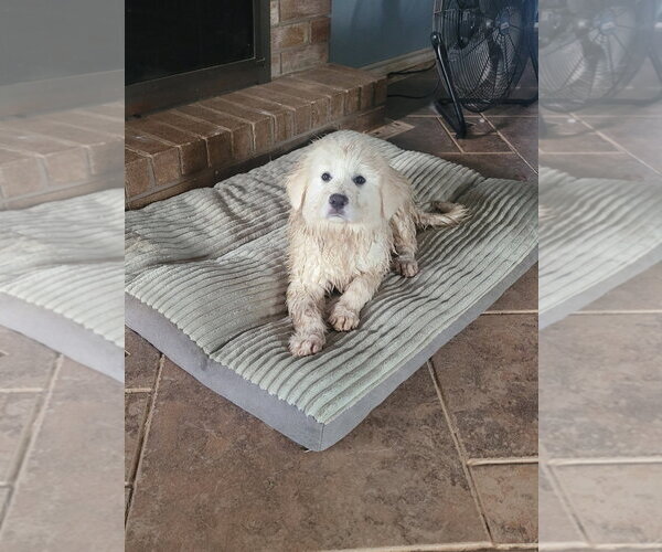 Medium Photo #1 Great Pyrenees Puppy For Sale in Spring, TX, USA