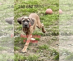 Cane Corso Puppy for sale in DENTSVILLE, MD, USA