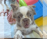 Chandler Fluffy - Male French Bulldog Puppy for Sale - Photo #2