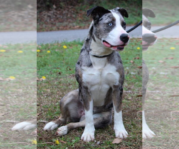 Medium Photo #1 Catahoula Leopard Dog-Unknown Mix Puppy For Sale in Prattville, AL, USA