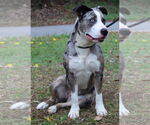 Small Catahoula Leopard Dog Mix