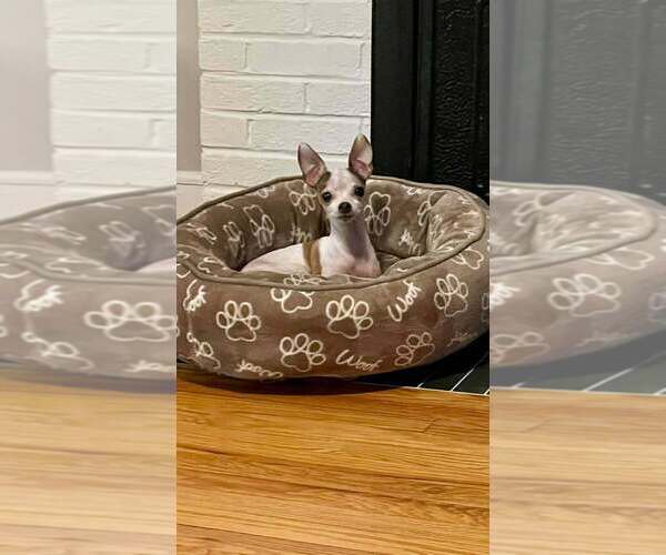 Medium Photo #1 Chihuahua Puppy For Sale in Candler, NC, USA
