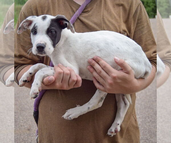 Medium Photo #2 American Bulldog-American Staffordshire Terrier Mix Puppy For Sale in Huntley, IL, USA