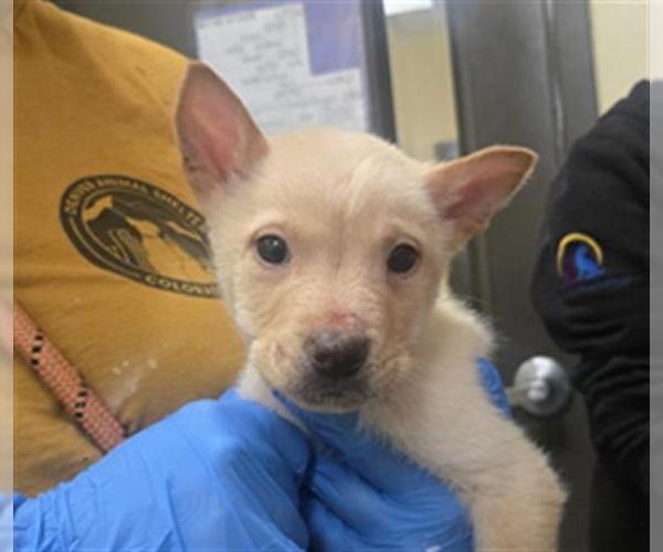 Medium Photo #1 Chow Chow Puppy For Sale in Denver, CO, USA