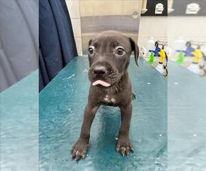 Medium Labrador Retriever Mix