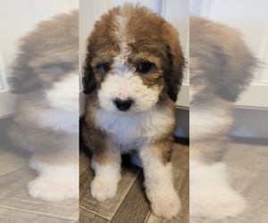 Bernedoodle Puppy for sale in COOLIDGE, AZ, USA