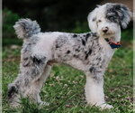 Small #1 Mutt