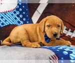 Small Photo #5 Labrador Retriever Puppy For Sale in QUARRYVILLE, PA, USA