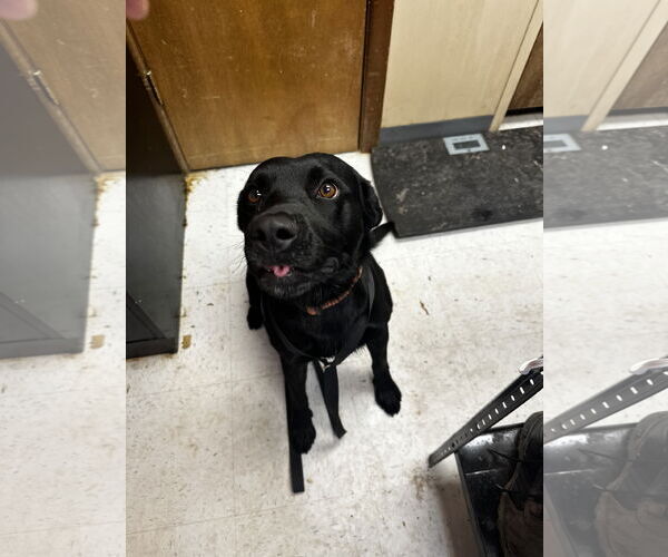 Medium Photo #2 Labrador Retriever-Unknown Mix Puppy For Sale in Coralville, IA, USA